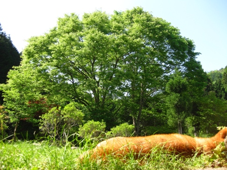 犬と大ケヤキ画像