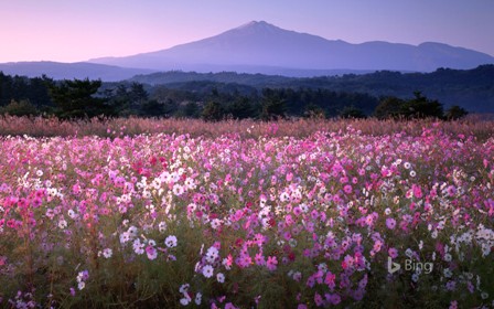 鳥海山、コスモス