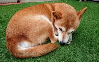 柴犬・うみ丸まり画像
