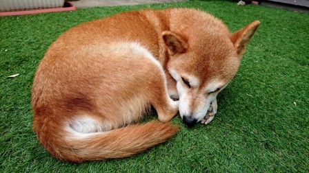 柴犬・うみ丸まり画像