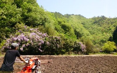 しろかきする私