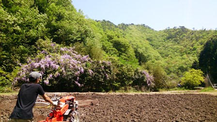 しろかきする私