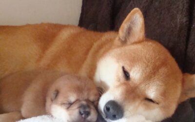 柴犬うみ子育て中