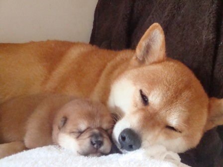 柴犬うみ子育て中